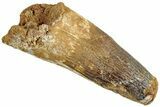 Fossil Spinosaurus Tooth - Big Chunky Dinosaur Tooth #227240-1